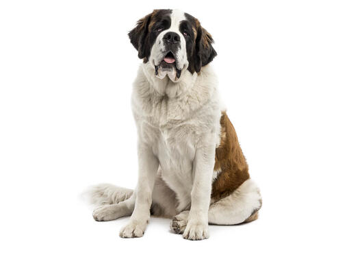 All white st sales bernard